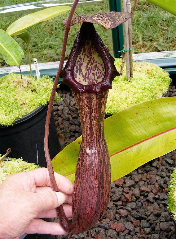 Nepenthes Species For Sale
